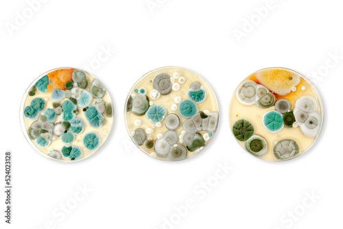 Mold samples isolated on white background. Copy space for your text. A petri dish with colonies of microorganisms for bacteriological analysis in a microbiological laboratory. Close up view of mould.
