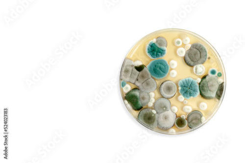 Mold samples isolated on white background. Copy space for your text. A petri dish with colonies of microorganisms for bacteriological analysis in a microbiological laboratory. Close up view of mould.