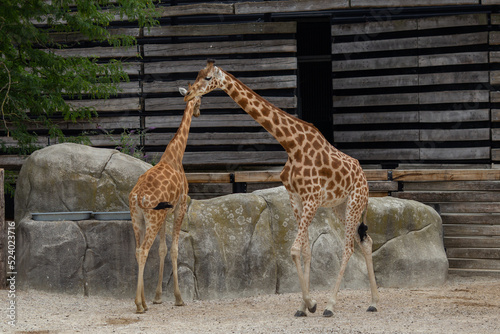 Photography Giraffes during feeding on a sunny day.