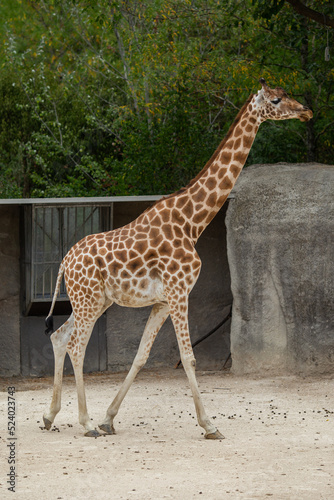 Giraffes during feeding on a sunny day.