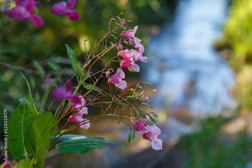 Impatiens Iron bearing Or Glandular Lat Impatiens Glandul fera glandular-fever-november-2022-ministry-of-health-moh-myanmar