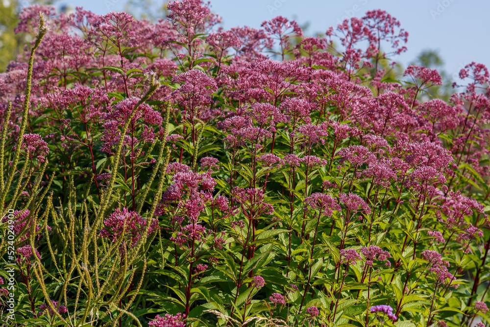 Fototapeta premium Eupatorium cannabinum, Commonly known as hemp-agrimony, or holy rope in bloom. Poskonnik is an excellent honey plant that attracts bees, butterflies and other useful insects to the garden.