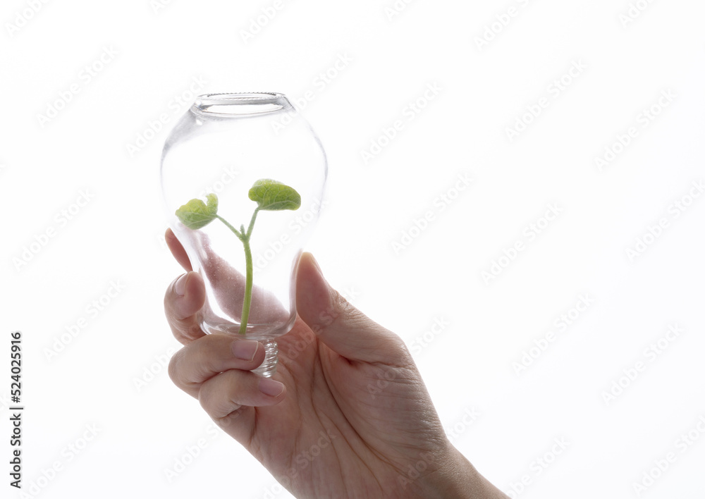 Green plant grow in light bulb
