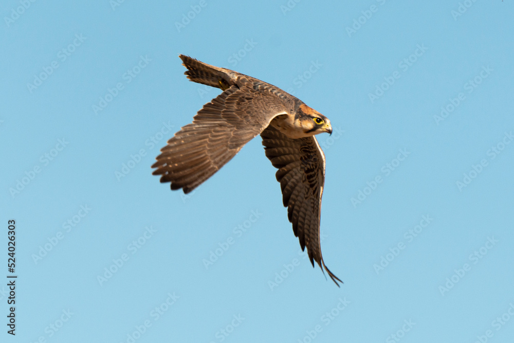 Faucon lanier,.Falco biarmicus, Lanner Falcon Faucon lanier,.Falco biarmicus, Lanner Falcon
