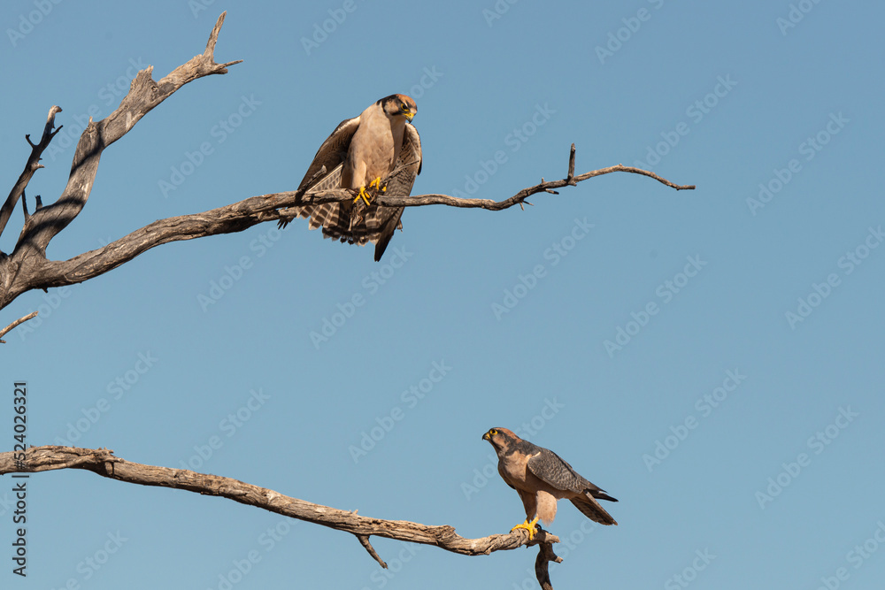 Faucon lanier,.Falco biarmicus, Lanner Falcon Faucon lanier,.Falco biarmicus, Lanner Falcon