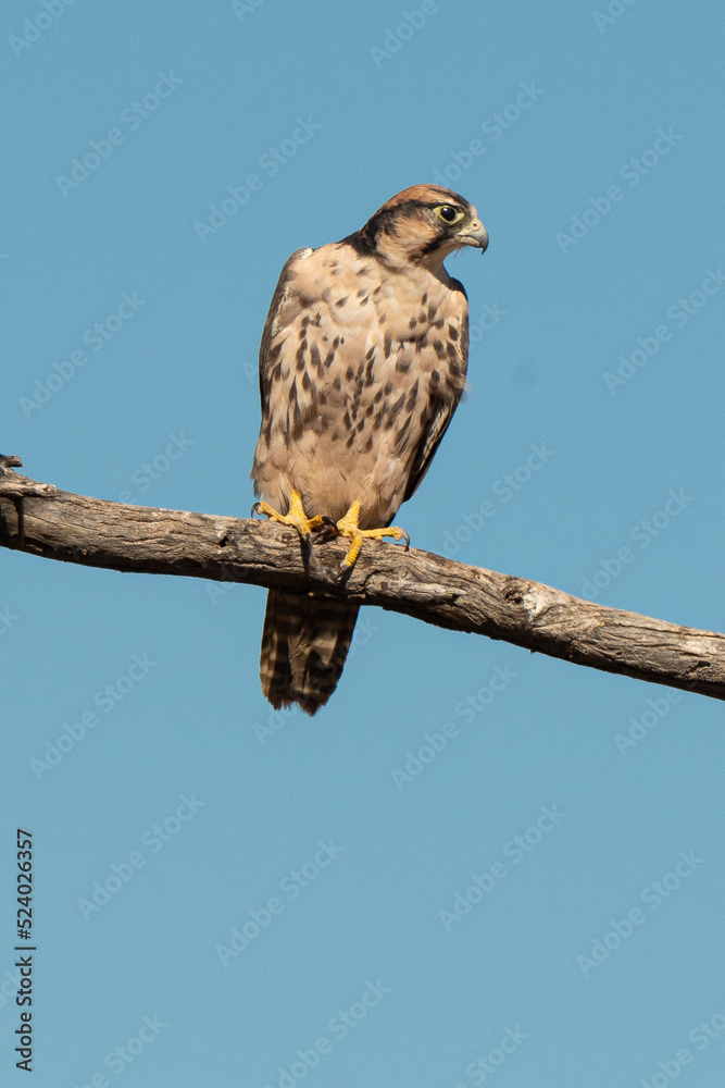 Faucon lanier,.Falco biarmicus, Lanner Falcon Faucon lanier,.Falco biarmicus, Lanner Falcon