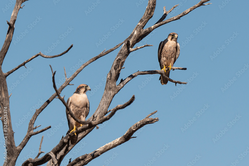 Faucon lanier,.Falco biarmicus, Lanner Falcon Faucon lanier,.Falco biarmicus, Lanner Falcon