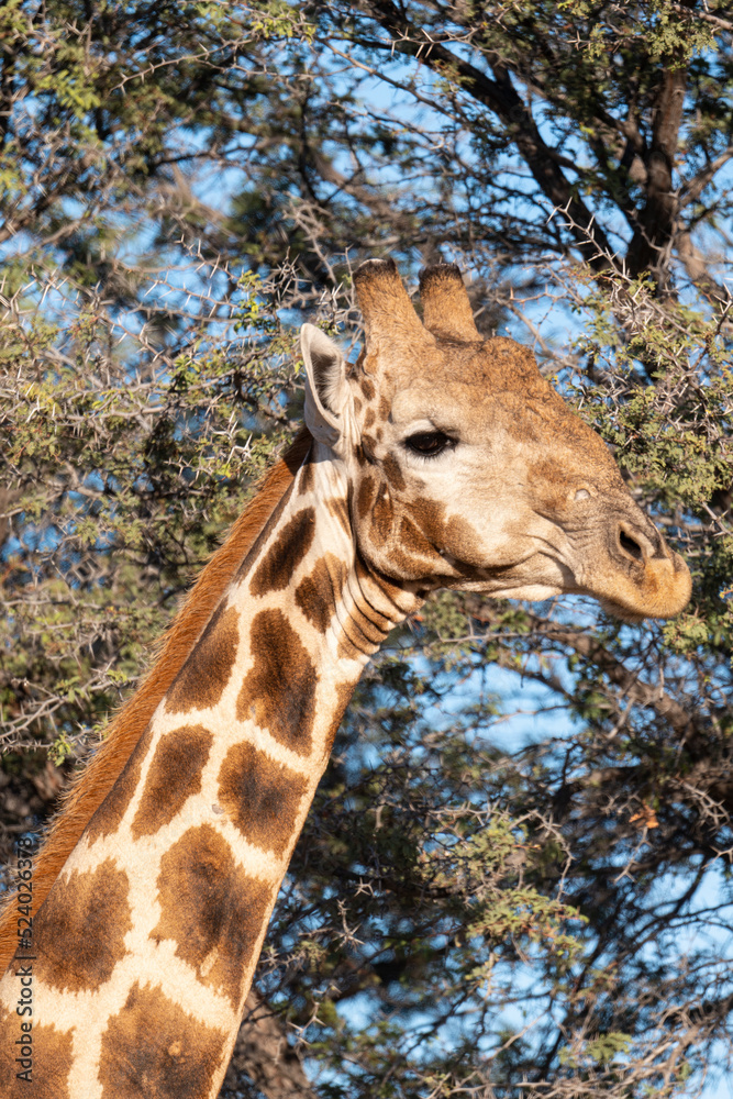 Obraz premium Girafe, Giraffa Camelopardalis, Parc national Kruger, Afrique du Sud