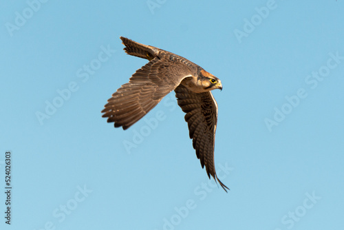 Faucon lanier .Falco biarmicus  Lanner Falcon