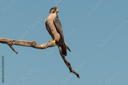 Faucon lanier,.Falco biarmicus, Lanner Falcon photo