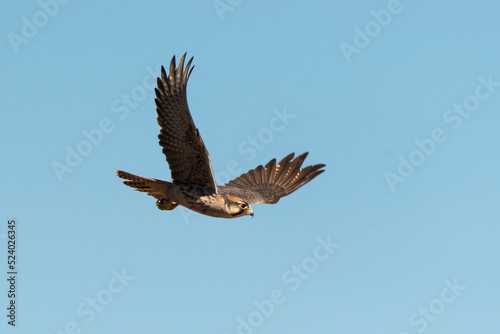 Fotografi Faucon lanier,.Falco biarmicus, Lanner Falcon