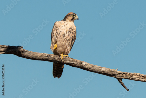 Faucon lanier,.Falco biarmicus, Lanner Falcon © JAG IMAGES