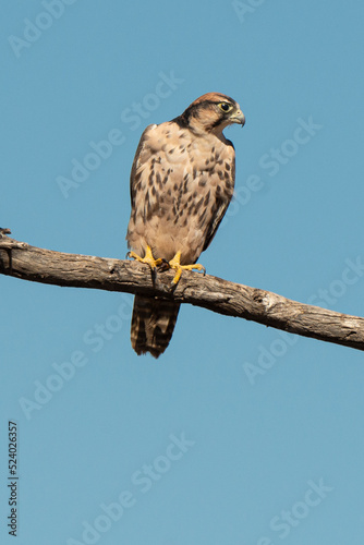 Faucon lanier,.Falco biarmicus, Lanner Falcon