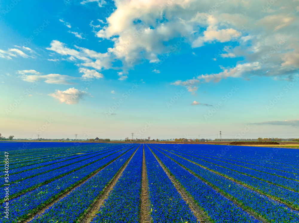 Blue tulips under a blue sky with puffy clouds - Holland - bulbfields - rural