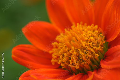 Closeup Tithonia rotundifolia or Mexican sunflower on natural light.