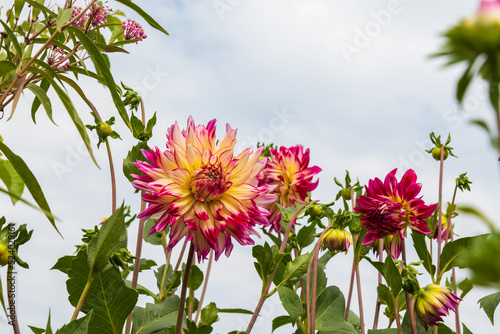 Dahlias of the 'Zoey Rey' variety (Dinnerplate type) in the garden. Beautiful  double blooms of soft yellow with rosy magenta edges