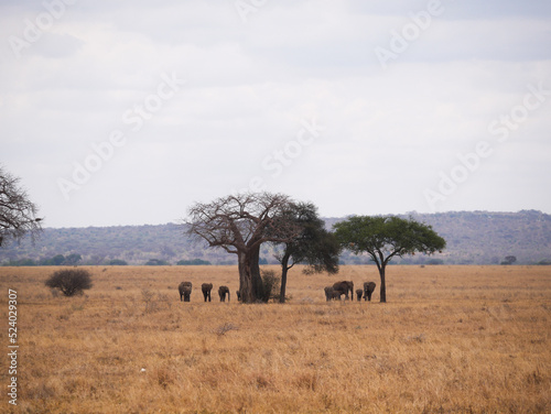 Elephants in the savanna under acacia tree