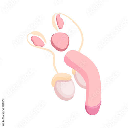 Male Reproductive System photo