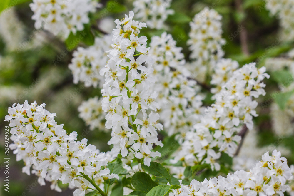 Branch of blossoming bird-cherry tree