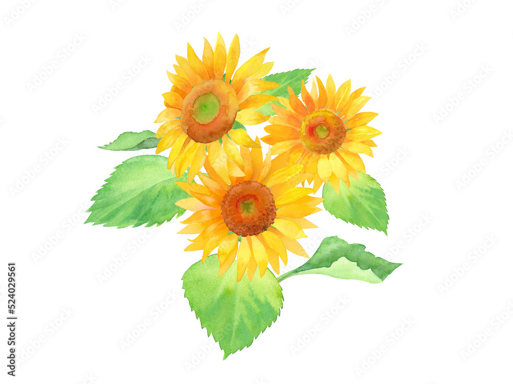 夏の花：ひまわりの水彩イラスト（透過背景） ilustração do Stock | Adobe Stock