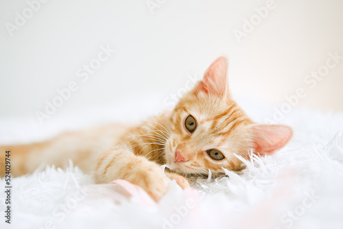 Little red kitten on a white blanket. Kitty three months 