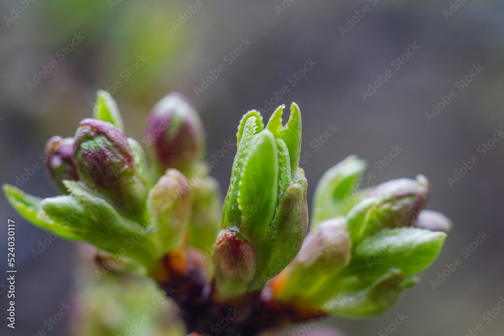 Drop of rain on blossoming spring tree Drop of rain on blossoming spring tree