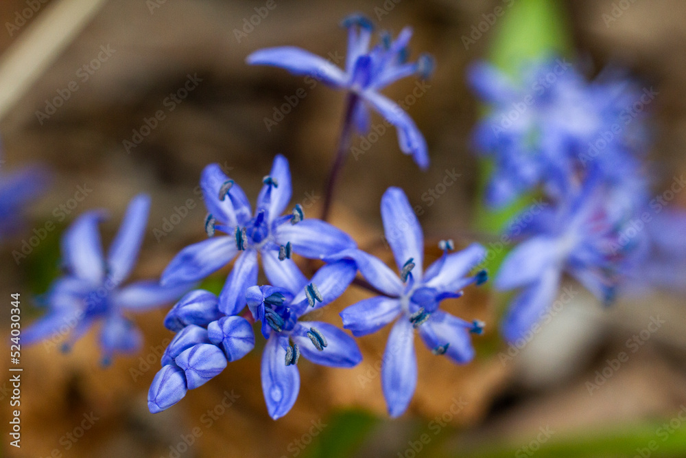 Closeup of blossoming blue flowers Closeup of blossoming blue flowers
