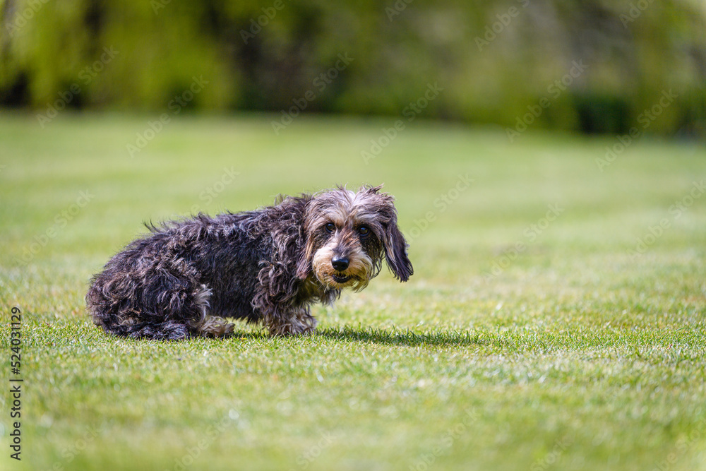 dog in the grass dog in the grass