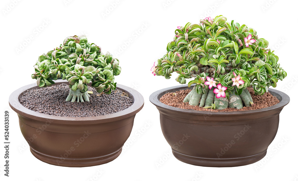 Adenium obesum flowers and tree bonsai. Adenium obesum flowers and tree bonsai.