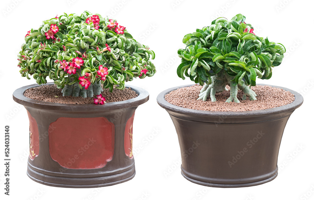 Adenium obesum flowers and tree bonsai. Adenium obesum flowers and tree bonsai.