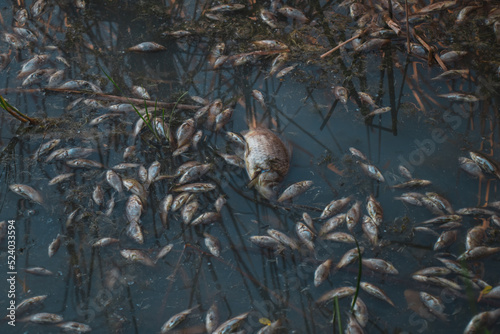 Dead fish float to the surface of the water in a contaminated channel. Because of the warming, the fish began to die. Toxically polluted water contaminated with chemical poison © Denis Chubchenko