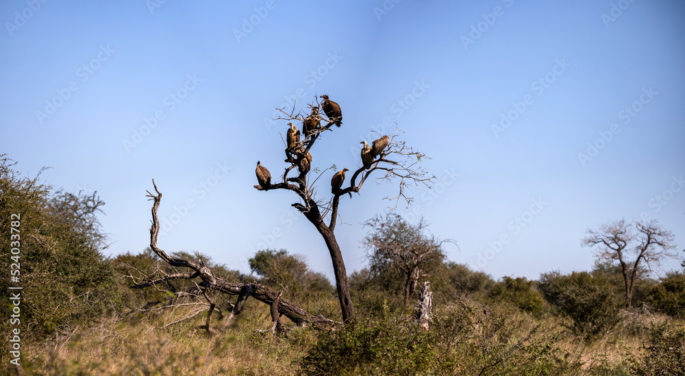 Panoramic view of a tree in the African savannah of South Africa full of African white-backed vultures (Gyps africanus), these African carnivorous birds are on the lookout for predator victims. Panoramic view of a tree in the African savannah of South Africa full of African white-backed vultures (Gyps africanus), these African carnivorous birds are on the lookout for predator victims.