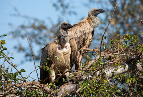 African white-backed vultures (Gyps africanus), in a tree in the African savannah of South Africa, these African carnivorous and scavenging birds live wildly and watch out for predator victims. photo