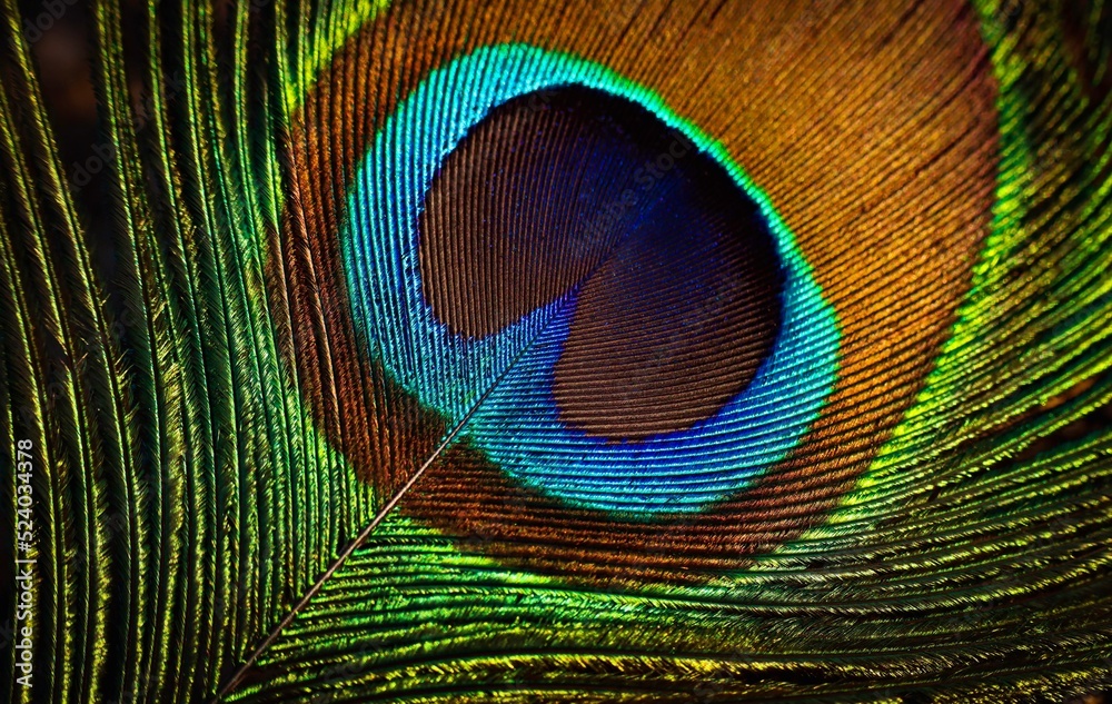 Naklejka premium Beautiful bright peacock feather closeup. Single feather. Feather isolated.