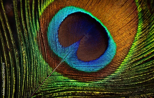 Beautiful bright peacock feather closeup. Single feather. Feather isolated.