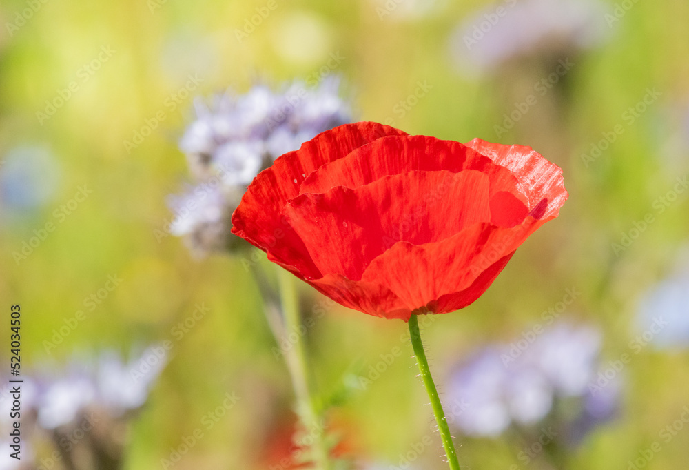 Fototapeta premium Beautiful red poppy on a field 