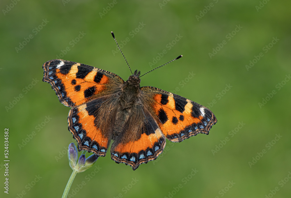 Small Tortoiseshell Butterfly Small Tortoiseshell Butterfly