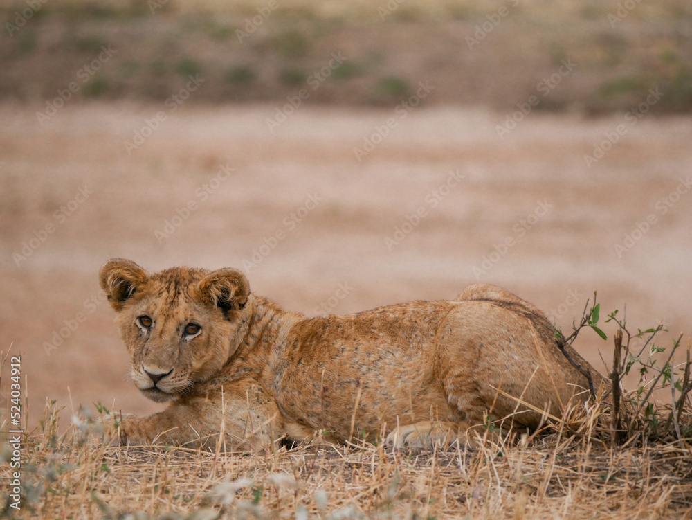 Lion in the savanna Lion in the savanna