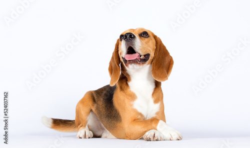 beagle dog lies on a white background photo