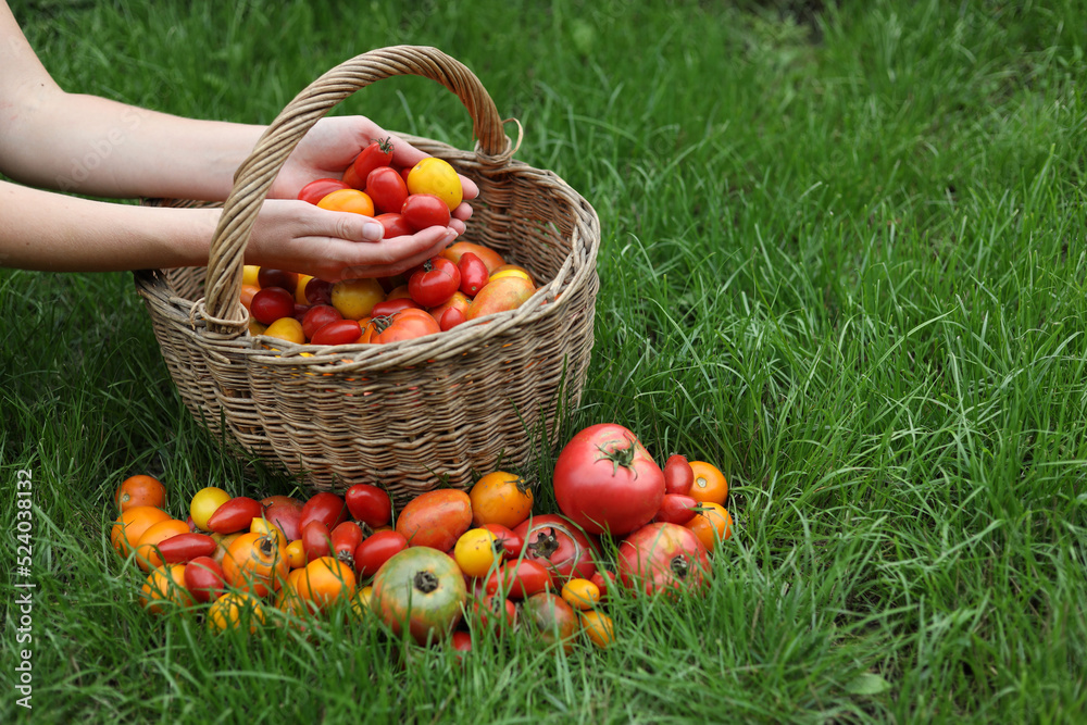 Basket with organic tomatoes, autumn harvest of vegetables. Basket with organic tomatoes, autumn harvest of vegetables.