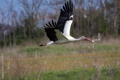 European White stork Ciconia Ciconia is the symbol of bird migration