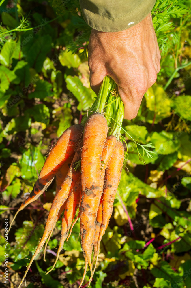 Farmer's hands with a harvest of carrots in the garden. Plantation work. Autumn harvest and healthy organic food concept close up Farmer's hands with a harvest of carrots in the garden. Plantation work. Autumn harvest and healthy organic food concept close up