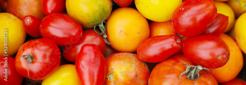 Wide background of organic garden tomatoes  red and yellow vegetables.