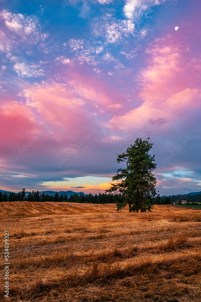 Fototapeta premium Wheat field landscape with pink clouds and a fur tree at sunrise in Armstrong of British Columbia, Canada