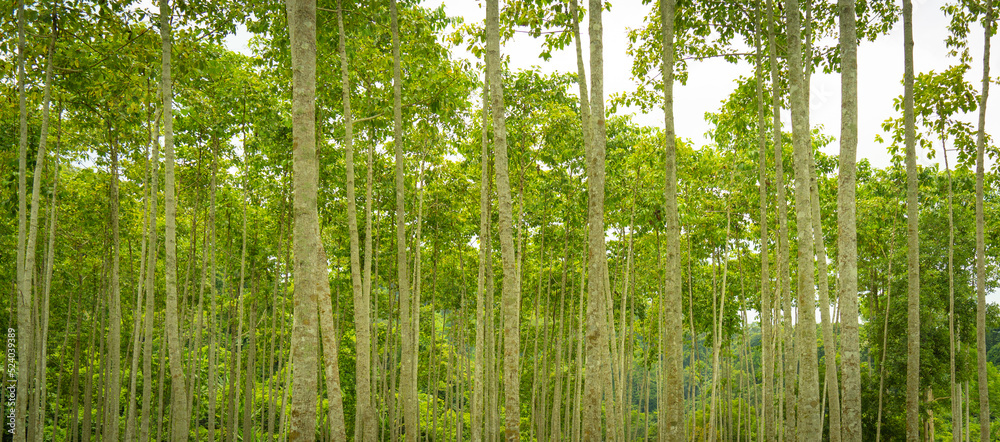 green tree background green tree background