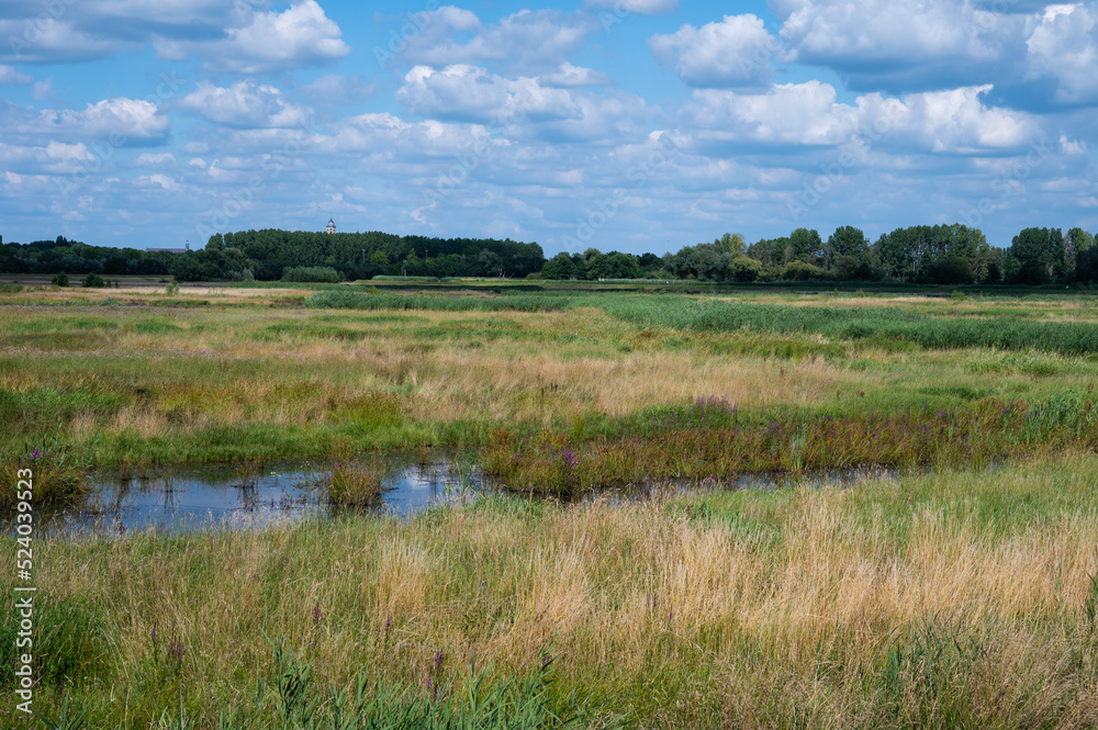 Green reeds and water plants at the banks of the river Dyle, Duffel, Belgium