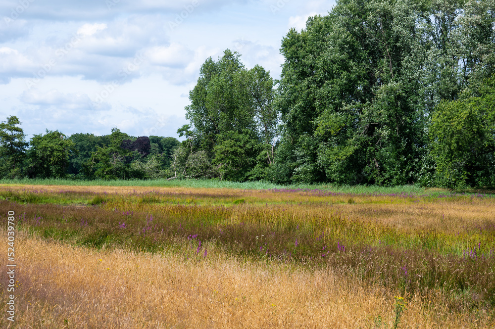 Colorful heather landscape around Ulvenhout