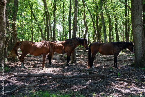 Horses having a rest under the shadow of trees at the Veluwe Nature Reserve © Werner