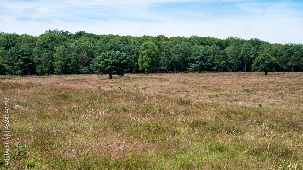 Heather and woods of the Veluwe nature reserve during hot dry summer Heather and woods of the Veluwe nature reserve during hot dry summer