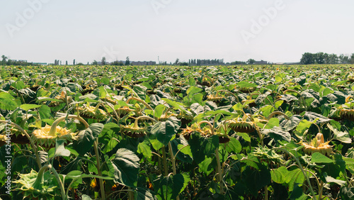 Sunflower field on a bright sunny day. Harvesting. Food crisis concept. Benefits of oilseeds for human nutrition. Nutrition for better skin and hair.